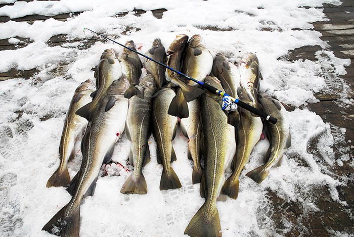 Блю Марлин BMF10LHD мультипликаторная, леворукая. Две скорости, двойная тяга, две передачи 4.5:1/2.2:1 — изображение 20